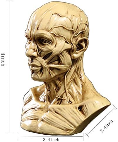 Zumllex 4 polegadas portátil Modelo humano artesanal Anatomia Cabeça Músulo Músico Medical Artist Desenho Estudo