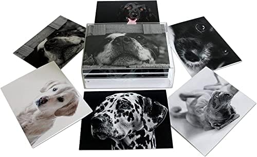 Cartões de notas de cães do mundo pequeno, em branco com envelopes - tamanho A2 5,5 x 4,25 - todas as ocasiões - aniversário,
