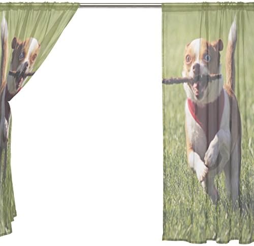 Floral fofo chihuahua correndo cortinas semi-pura janela drlapes painéis tratamento-55x78in para quarto quarto quarto infantil, 2 peças