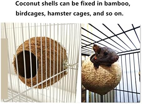 Hypeety Bird Bird Pird Bircing Nest Coconut House Swing Ladder Toys Parrot Periquitos