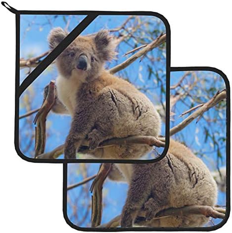 Koala em Great Ocean Road Victoria Austrália 170 Potes de panela para porta de panela resistente ao calor da cozinha