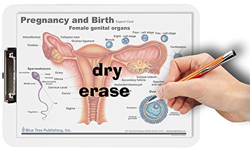 Gravidez e nascimento Apagação a seco de transferência de traje dois lados para obstetra/ginecologista ou uma enfermeira-midwife.