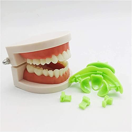 Bandeja mediana da mandíbula oral dental Kuuy, bandeja ortodôntica modelo, modelo de ensino padrão de ensino odontológico
