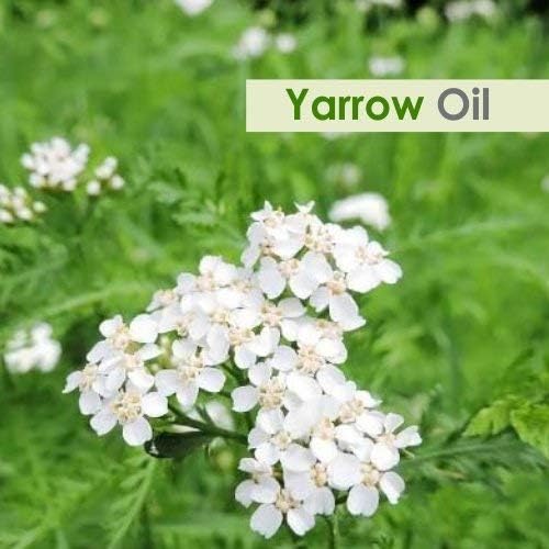 Óleo essencial de Yarrow puro e natural - Óleo premium não diluído sem diluído - Uso de grau -terapêutico para aromaterapia)