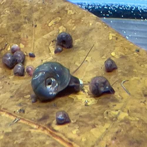 10 caracóis vivos Ramshorn por dylfinds para aquário de água doce/colônia de lago