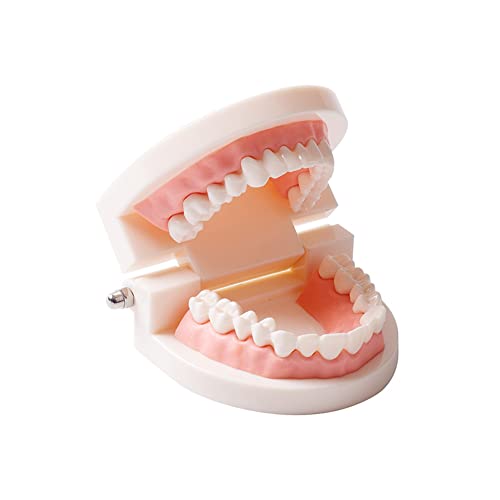 Dental Adult Standard Modelo de ensino de ensino de ensino de suprimentos para crianças Typodont Demonstration dentre Model