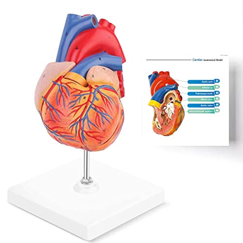 Eustoma Modelo de Coração Humano Vida Tamanho Anatomicamente Precisa 2 Parte