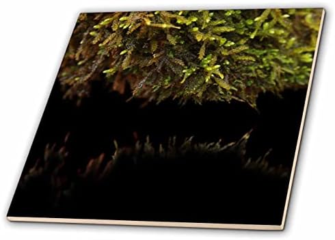 3Drose Uma fotografia macro de musgo que cresce em uma rocha refletindo em um lago. - Azulejos