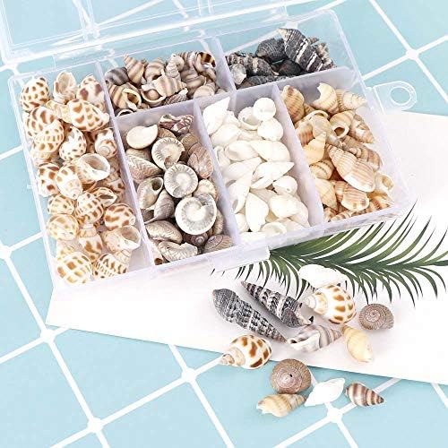 Ttndstore mix estilo casca natural 1-3cm 1 caixa de conchas naturais conchas mini conchas de milho parafuso decoração de parede diy aquário paisagem conchas - 1