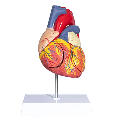 LVCHEN 2X Modelo de coração anatômico aumentado - Modelo de coração humano com Rigth/Apêndice Atrial esquerdo Modelo