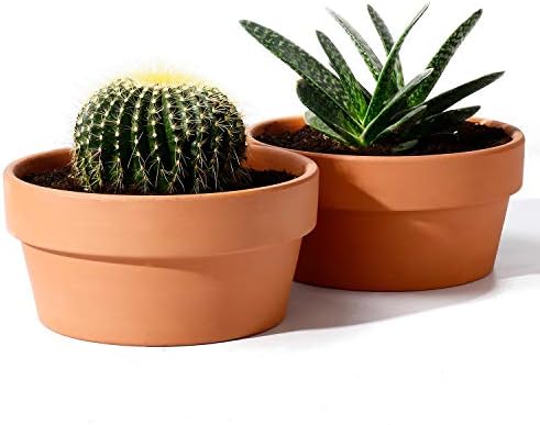 Potey Terracotta rasos rasos para suculentos - 6,1 polegadas Cactus Plant Recectadores de bonsais de jardim interno com orifício
