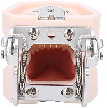 Modelo de dentes padrão, modelo de dentes dentários destacáveis ​​1: 1 com chave de prejuízo durável, modelo de demonstração