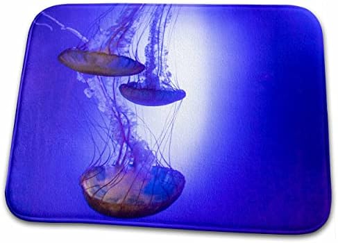 Exposição de água -viva 3drose em aquário. - tapetes de secagem de pratos