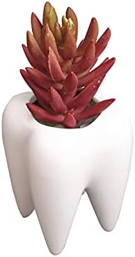 Youya dental suculento vasos de plantas, formato de dente fofo vaso de flor de plantador de cerâmica branca cactus vaso de flor,