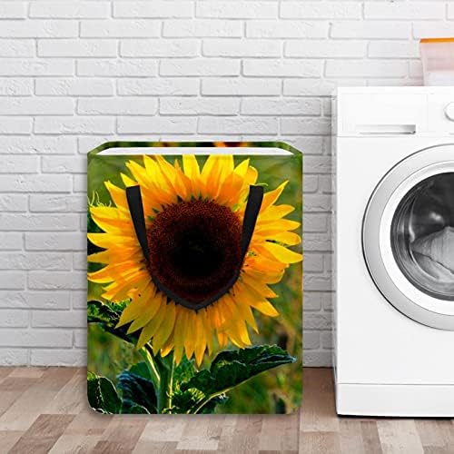 Sunflower Flor Verão Blossom Bloom Bloom Lavanderia Bin de armazenamento dobrável com alças para cesto, quarto de crianças, armazenamento