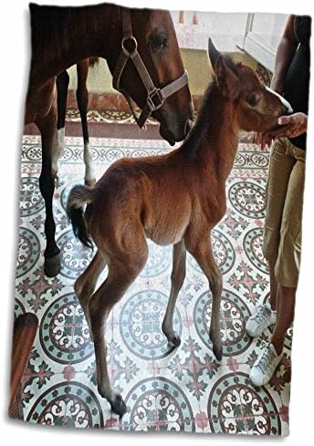 3drose kike calvo cuba - cavalo de bebê recém -nascido em uma sala de estar colonial - toalhas