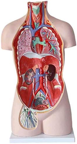 Modelo de ensino de RRGJ, modelo de educação médica, modelos anatômicos de anatomia corporal - 85cm/33,5 polegadas, modelos