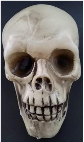 Tdst Greenbrier Halloween Skulls Humans Plástico 4,5 ”H x 4” W x 6,5 ”D Modelo Decoração de parede Tamanho da vida simples com