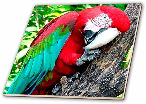 3drose ct_1027_3 macaw macaw ladrilho de cerâmica, 8 polegadas