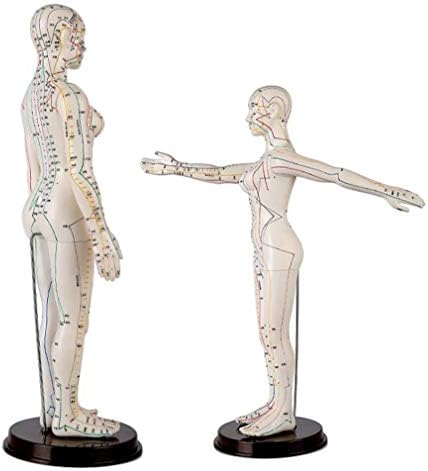 Modelo de acupuntura de fhuili - modelo de acupuntura humana de 50 cm - Modelo de acupuntura do corpo humano de cor - para ensino de massagem meridiana