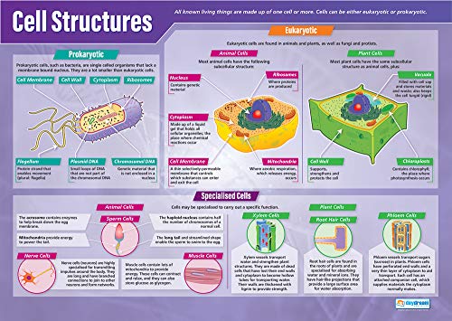 Daydream Education Cell Structures | Pôsteres de ciências | Papel de brilho medindo 33 ”x 23,5” | Gráficos de haste para a sala