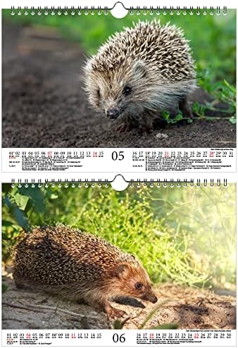 Hedgehog Magic Din A4 Calendário para 2023 Hedgehog - Seelenzauber