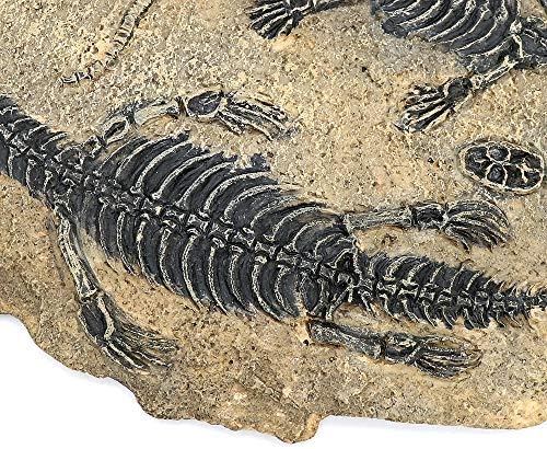 Mayagu 3219cm Resina Dinosaur Fossil Espécime Jurássico Dinossauros Twin para decoração