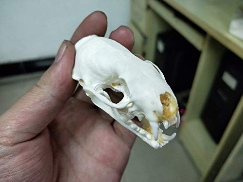 Hot Weasel Skull Taxidermy Fornece Art Bone Vet Medicine 1: 1
