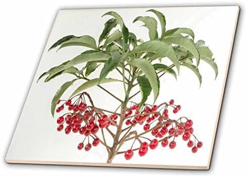 3drose spice berry ardisia Evergreen Shrub Photoptions - azulejos