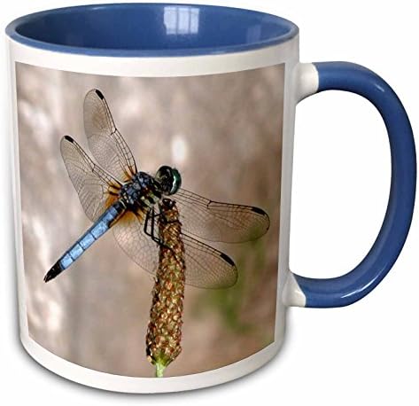 3drose beautiful Dragonfly Two Tone Blue Caneca, 11 oz, multicolor