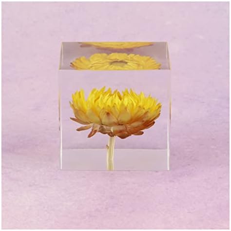 Resina hikje rosa margarida cuba de leão de cristal de vidro de vidro de papel real amostra de planta natural real feng shui flores de natal com caixa de madeira decorativa
