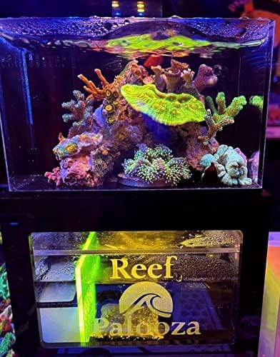 PNW Custom 40 Oz Micro Reef Ready Aquarium | Pequeno tanque de peixes de água salgada de mesa com luz LED, poço, bomba | Água doce e água salgada