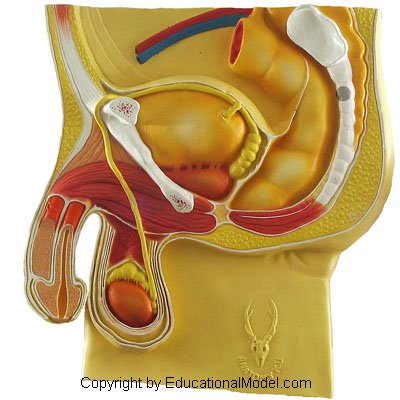 Sistema genital masculino 0,8x Tamanho da vida 3D Modelo anatômico Anatomia educacional