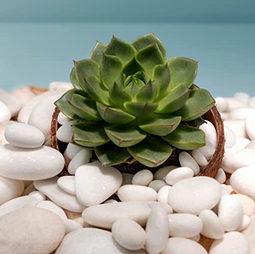 Pebles de pedra branca polida em massa 30 lb. - Pebbles de 1 ” - 2” para plantas, decoração de jardins, paisagismo, terrário