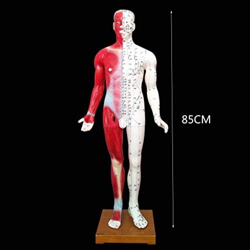 Modelo de ensino, modelo de acupuntura 1o - 85cm - Half Skin e Half Muscle Pression Point e Meridians Anatomy - Modelo de acupupações do corpo humano Ensino de massagem meridiana, kits de ciências, material de laboratório Anatomia B