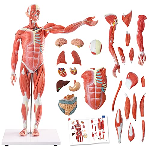 Modelo de Músculo Humano e Evotech, Modelo de Sistema Muscular de 27 partes 1/2 Tamanho da vida Com órgão removível, modelo