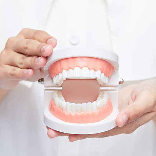 Modelo de dentes dentários, modelo de dentes padrão, demonstração do modelo de boca de prótese para crianças de ensino