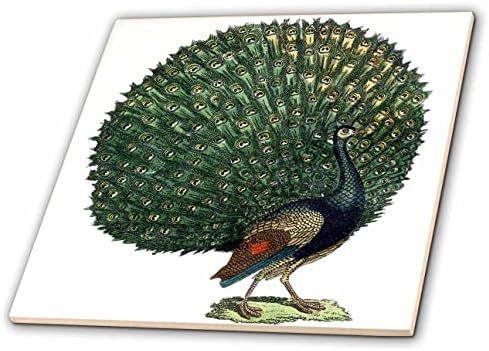 3drose Anne Marie Baugh - Ilustrações - Ilustração vintage de pássaros de pavão - azulejos