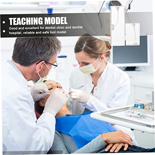 Hemoton 2pcs Canal radicular Modelo de dentes Ensino Modelo de treinamento Dentista Pro proposta de treinamento endodôntico do dentista prática do canal radicular Modelo prático de treinamento odontológico