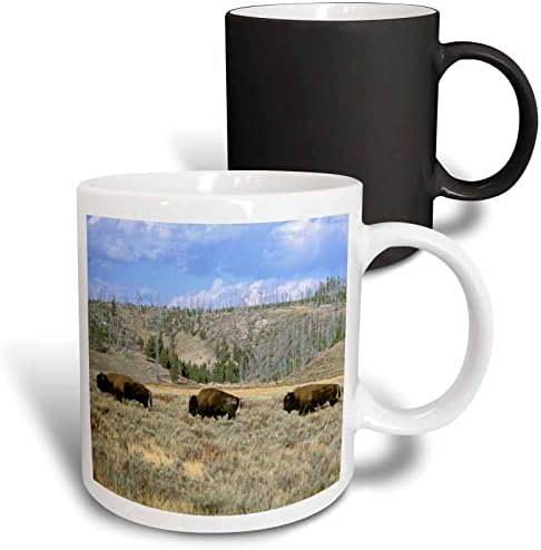 3drose USA, Wyoming, Yellowstone NP, Bison-Us51 Tve0011 Tom Vezo Ceramic Caneca, 11 oz, branco