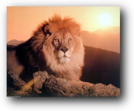 Rei do Leão no Sunset African Wildlife Animal Wall Decor Postter Art Print