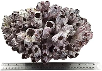 Mmvolesy 1pc Purple Barnacle Cluster. Essas cracas podem ser usadas na decoração de casa, decoração de aquário. Adicione algumas vibrações oceânicas à casa.