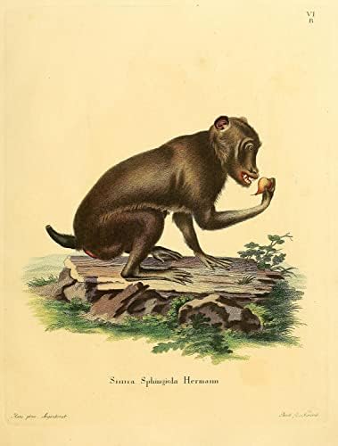Chacma Cape Baboon Primata Monkey Vintage Wildlife Decor de escritório de aula Zoologia Ilustração Antique Poster de