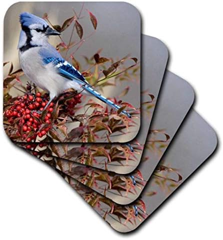 3drose Blue Jay em Nandina Heavenly Bamboo Bush Marion Co. Il - Coasters macios, conjunto de 4