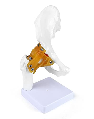 QWORK Modelo Human Hip Hip com ligamentos flexíveis, modelo de articulação do quadril, apresenta fêmur, osso do quadril e ligamentos
