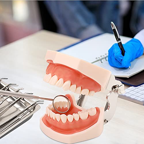 Modelo de dentes de Typodont Dental Lvchen - Prática Modelos dentistas para estudantes odontológicos dentes removíveis adequados para