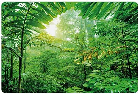Nature Lunarable Bet para alimentos e água, floresta tropical verde fresco no Parque Nacional da Costa Rica Tropical