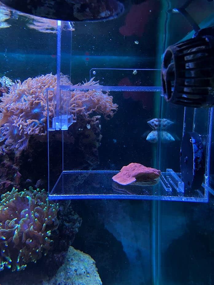 Saltwateraquarium acrílico peixe e pragas armadilhas de aquário 6 x 4 x 4