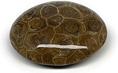 123.3g, 2,6 x2.2 x1 fósseis coral fósseis de palmeira de pedras de palmeira @morocco, Reiki Energy Crystal, metafísico, b20323