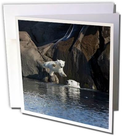 3drose Noruega, Svalbard, Urso Polar e Cub pulando no oceano. - Cartão de felicitações, 6 por 6 polegadas
